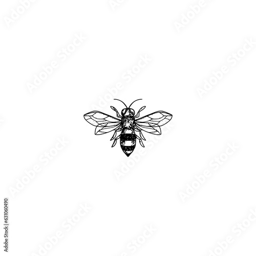  Bee hand drawn illustration of an insect isolated on white background photo