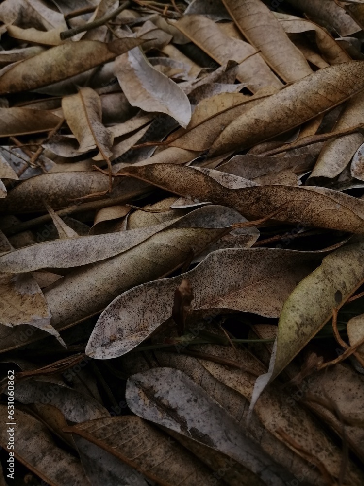 The dry leaves are drak and light brown The dry leaves are drak and light brown