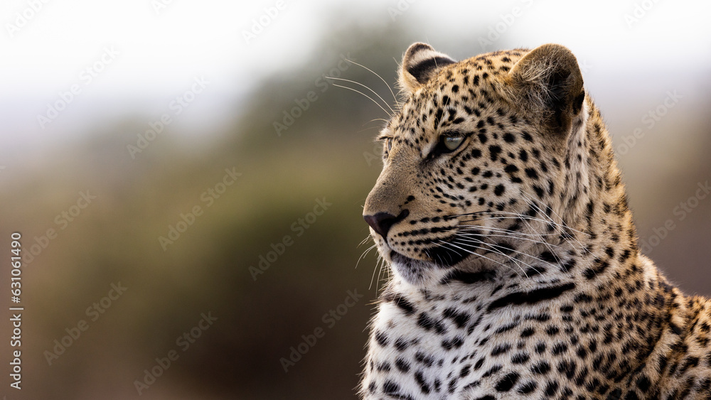 Fototapeta premium a leopard portrait close up 