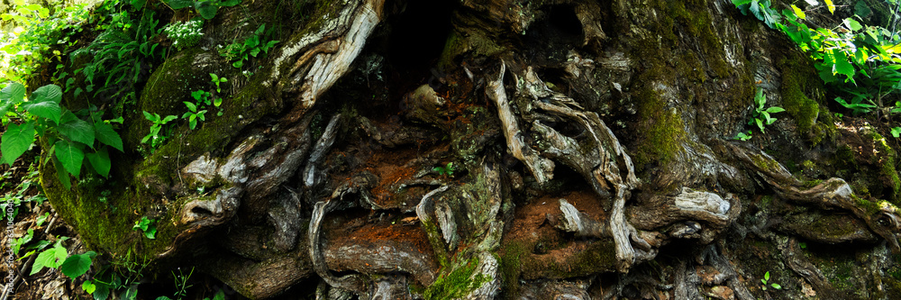 Fototapeta premium Large tree roots, huge rough tree rhizome 