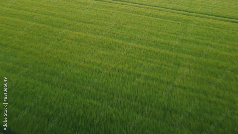 Farmland crops ready for harvest. Light fading as the sun goes down. Farmland crops ready for harvest. Light fading as the sun goes down.