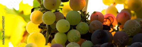 Bunch of colorful grapes, viticulture and agriculture concept
