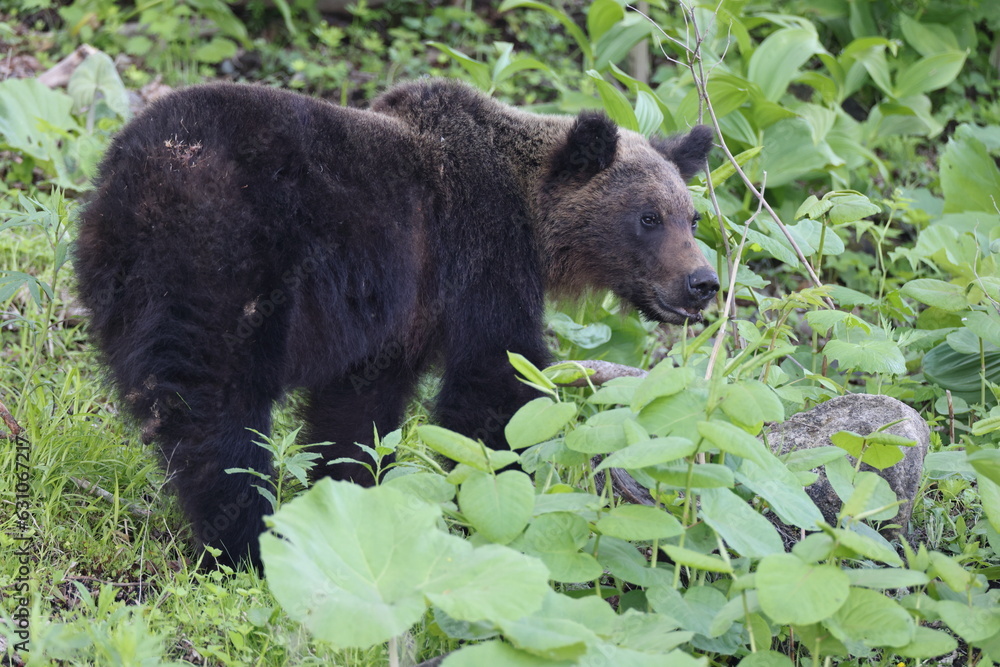 Ussuri brown bear Ursus arctos lasiotus. Shiretoko National Park. Shiretoko Peninsula. Hokkaido. Japan.