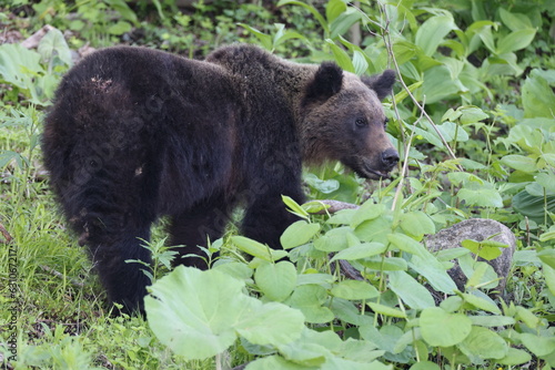 Ussuri brown bear Ursus arctos lasiotus. Shiretoko National Park. Shiretoko Peninsula. Hokkaido. Japan. photo