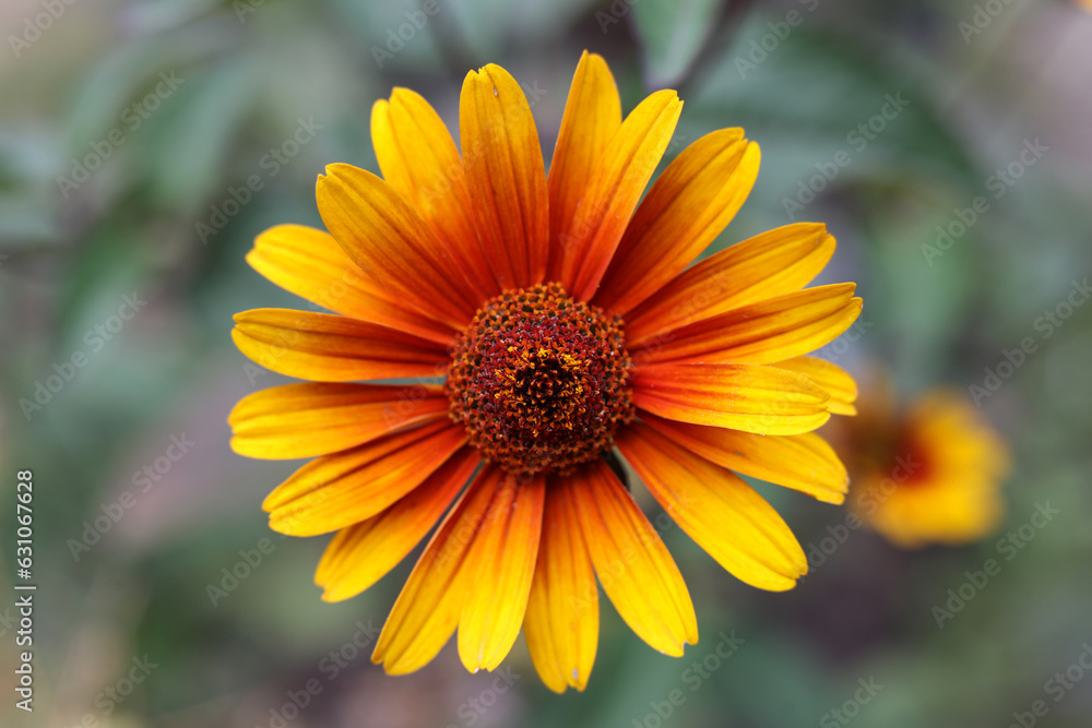 a single Heliopsis helianthoides 'BURNING HEARTS'
rough oxeye, false sunflower a single Heliopsis helianthoides 'BURNING HEARTS'
rough oxeye, false sunflower