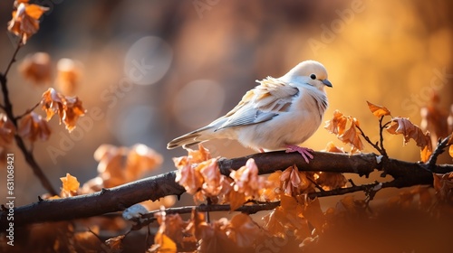 a dove perched on a tree branch