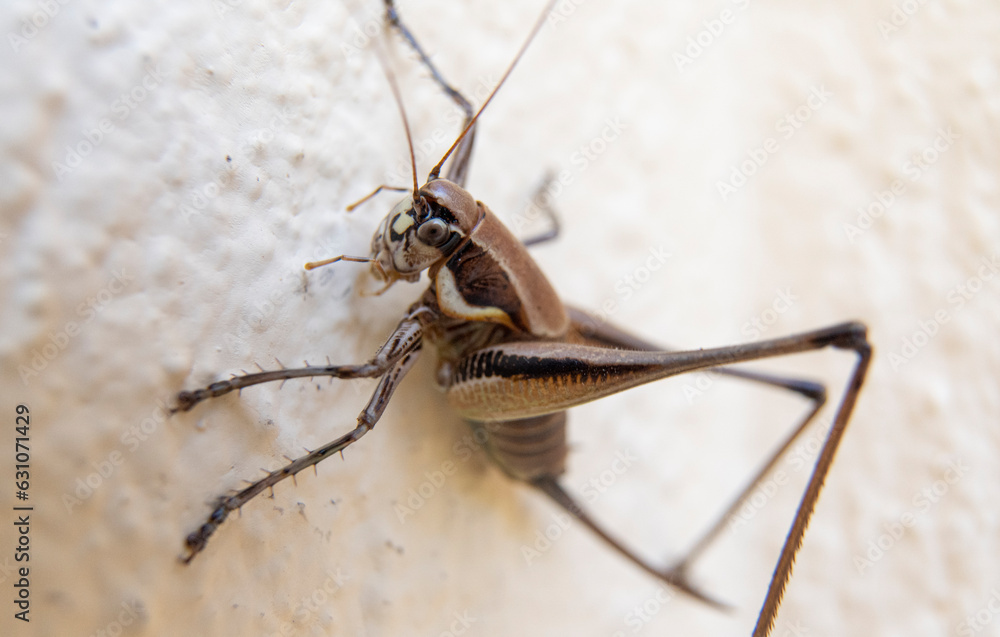 Close up of cricket on the white wall. Macro photography of cricket. Close up of cricket on the white wall. Macro photography of cricket.