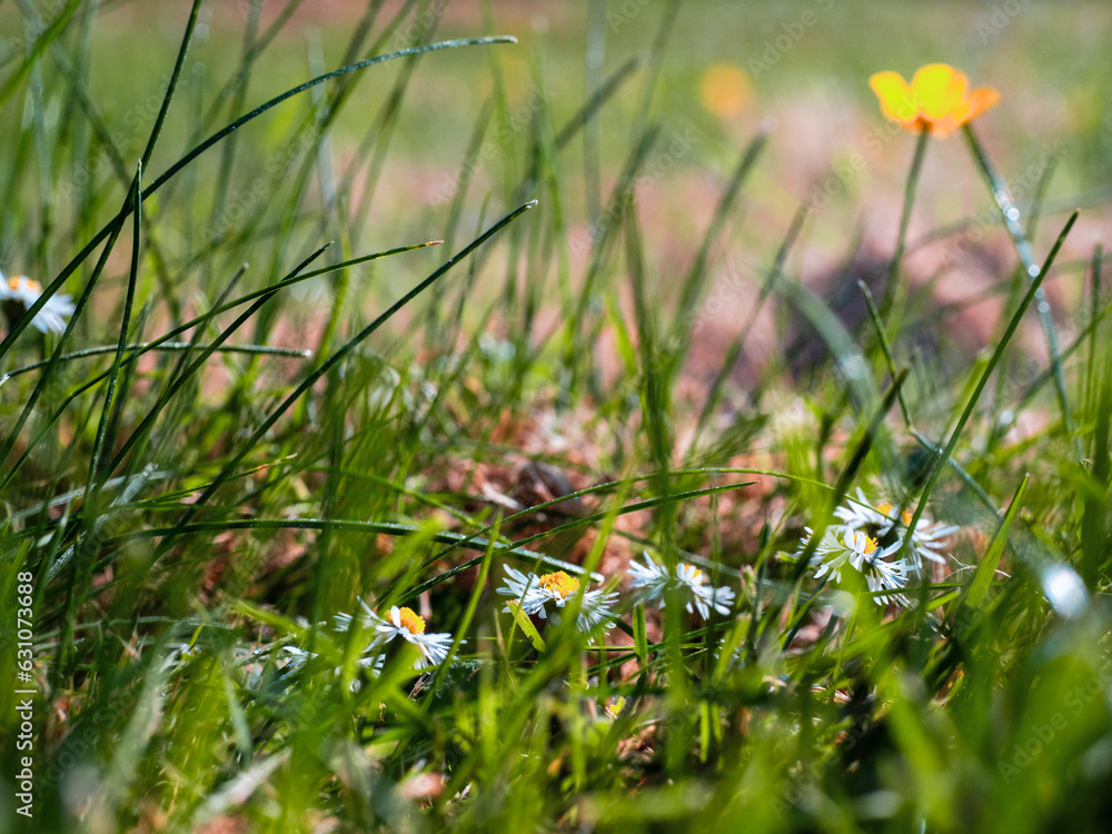 White simple daisy flowers in a meadow. Summer time theme. Light and airy look. Selective focus. Abstract warm season. White simple daisy flowers in a meadow. Summer time theme. Light and airy look. Selective focus. Abstract warm season.