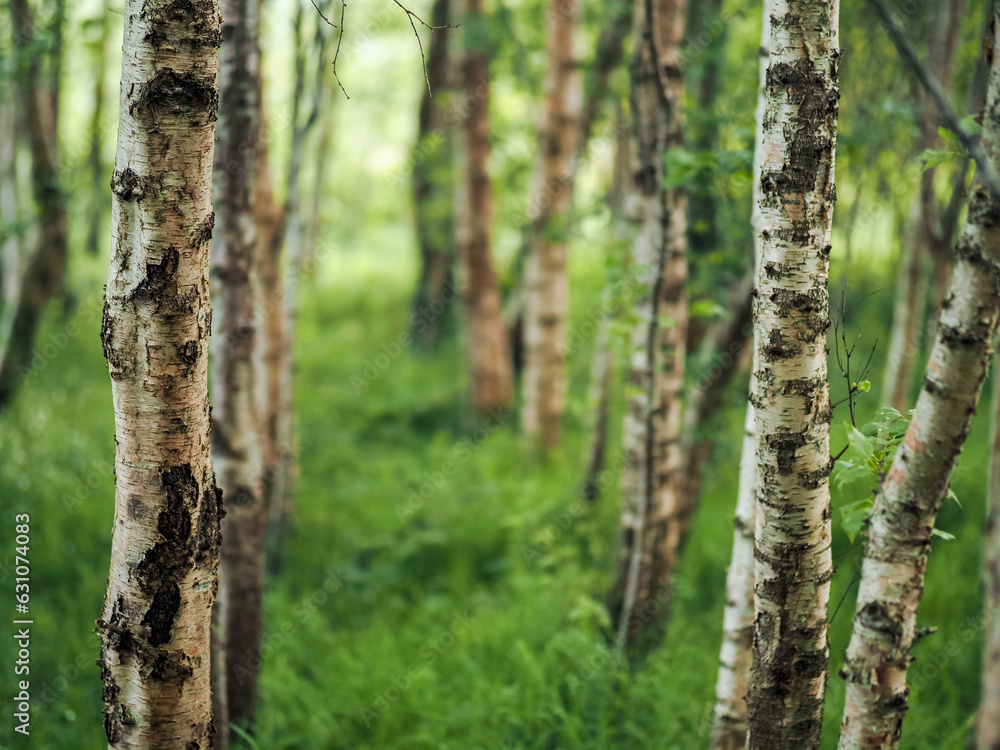 Naklejka premium Trunk of birch tree in focus. Forest out of focus in the background. Light and airy look. Nature theme background. Relaxing scene in a forest.