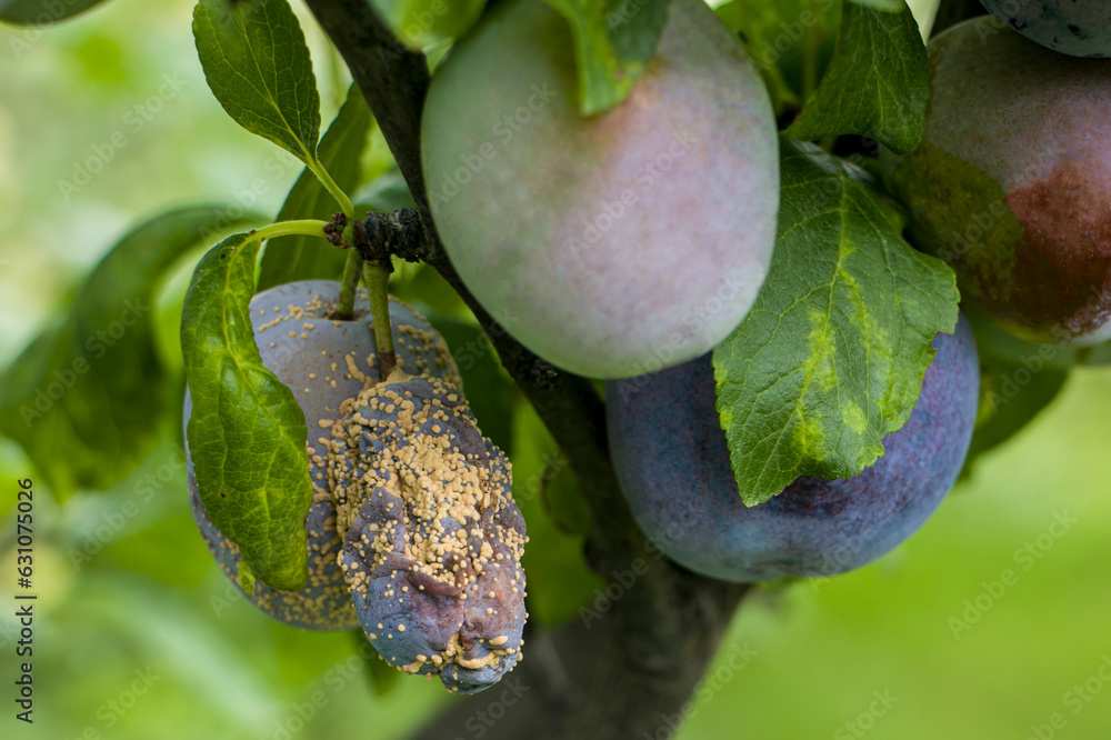 Plum fruits with fungal disease monilia cinerea. Plums rot on the