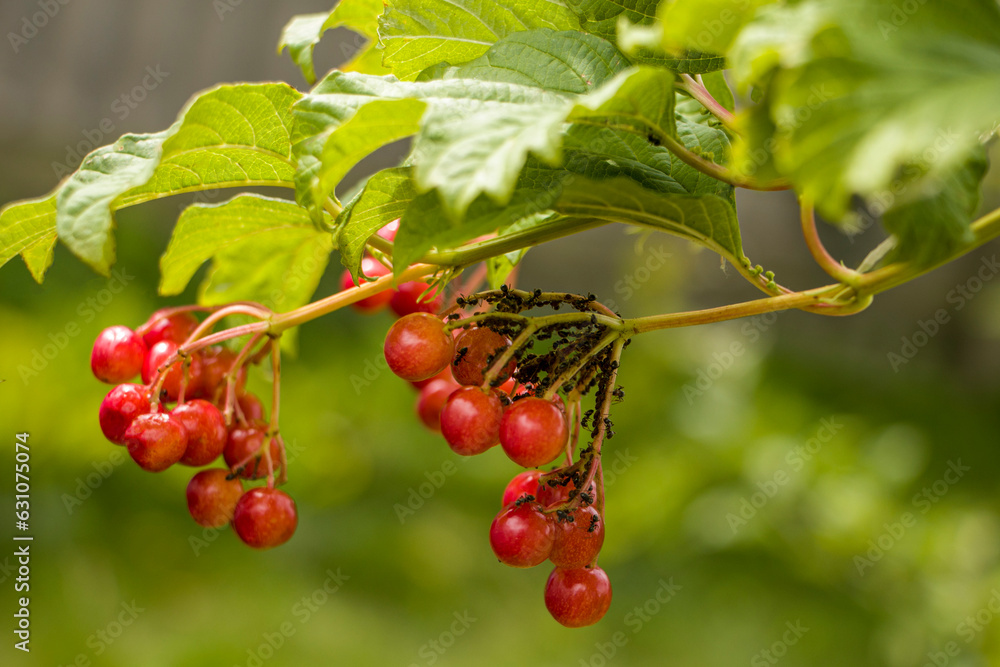 Aphids on young viburnum fruits. Aphids on viburnum. Pests on viburnum