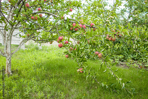 The branches of the apple tree lean towards the ground from the harvest. Lots of apples on the branch. Harvest of apples.