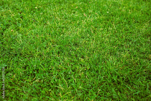 Field of fresh green gras in summer season.High quality photo