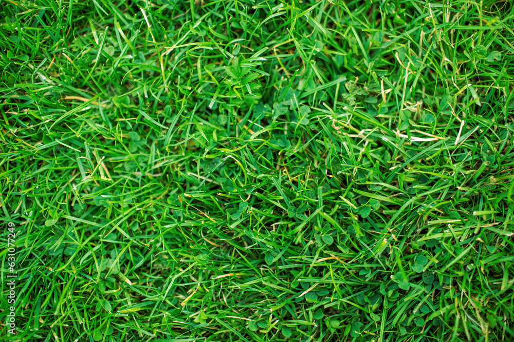 Field of fresh green gras in summer season.High quality photo