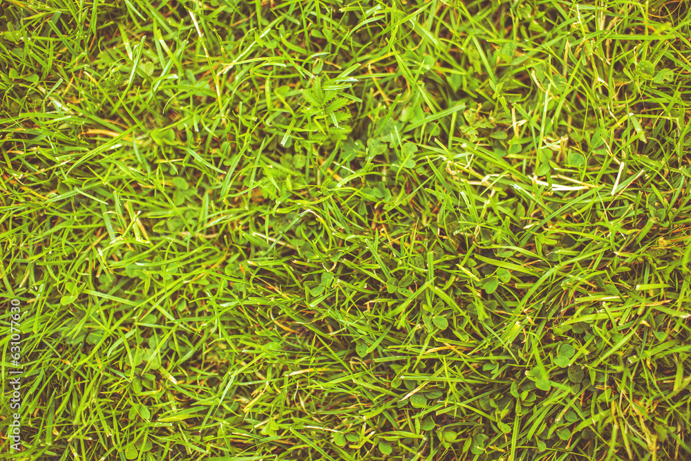 Field of fresh green gras in summer season.High quality photo Field of fresh green gras in summer season.High quality photo