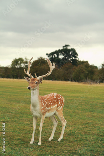 deer in the forest