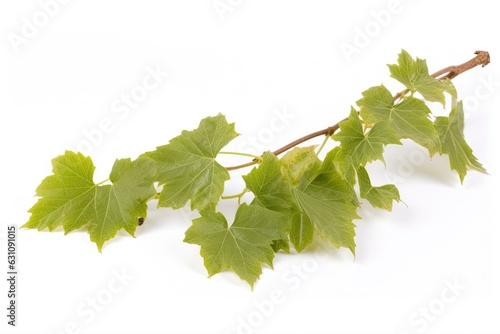 Little fresh grape vine branch on a white backdrop. Generative AI