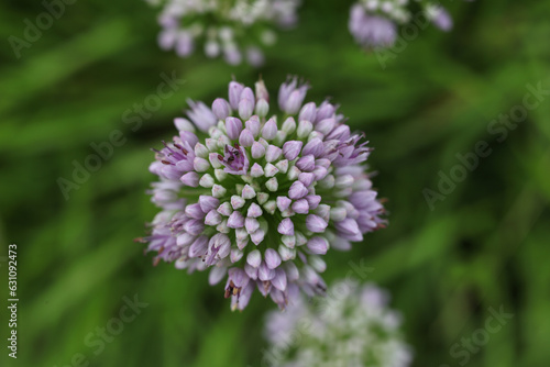 Allium senescens  commonly called aging chive blooming plant in the summer garden 