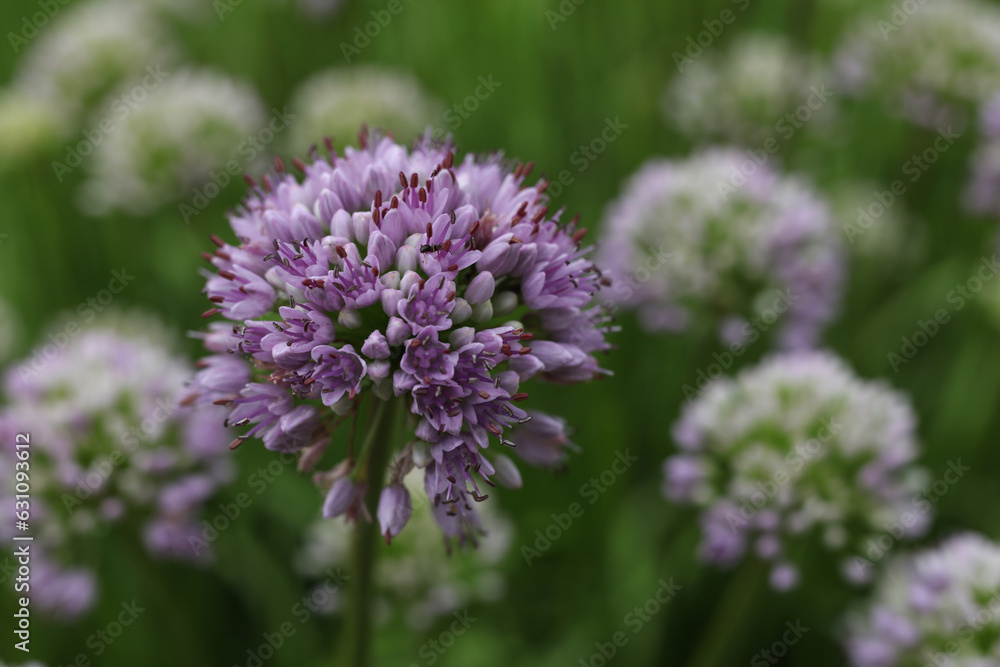 Allium senescens, commonly called aging chive blooming plant in the summer garden Allium senescens, commonly called aging chive blooming plant in the summer garden