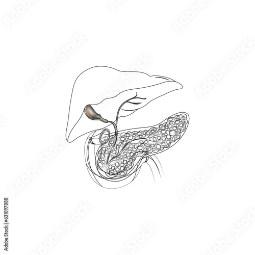 panceres organ vector type icon