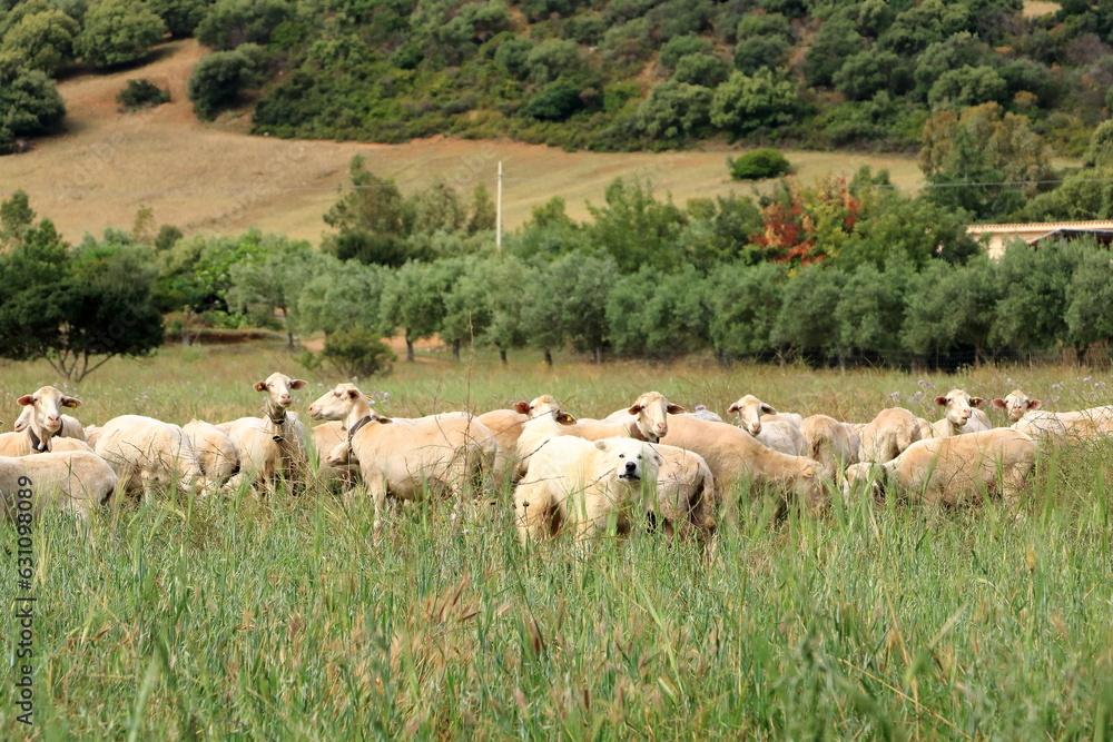 Fototapeta premium Shepherd dog guarding and leading the sheep flock