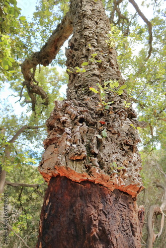 Cork tree in Sardinia, Portuguese cork oak after harvest.