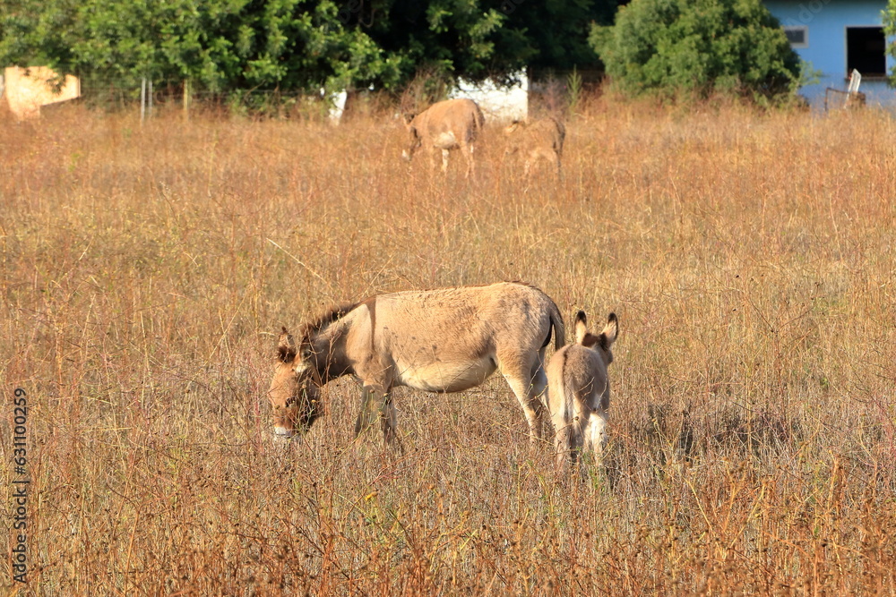 herd of donkeys with offspring in sardinia herd of donkeys with offspring in sardinia