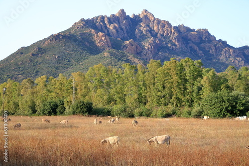 herd of donkeys with offspring in sardinia