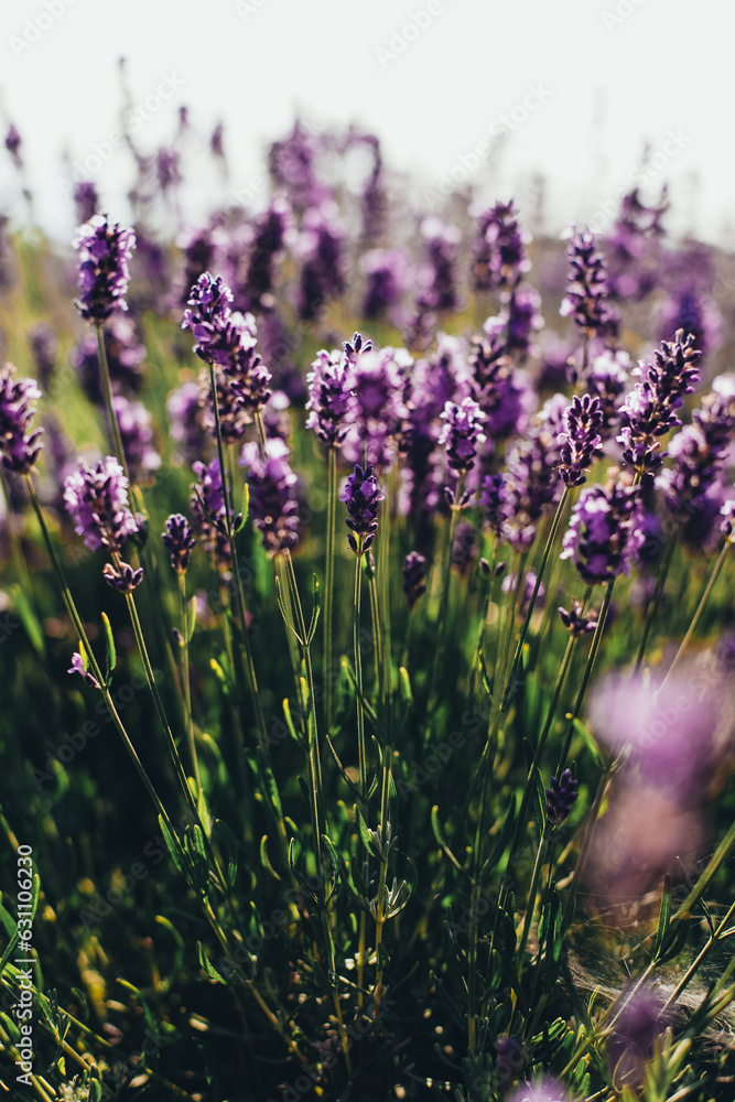 Obraz premium lavender field in bloom in summer