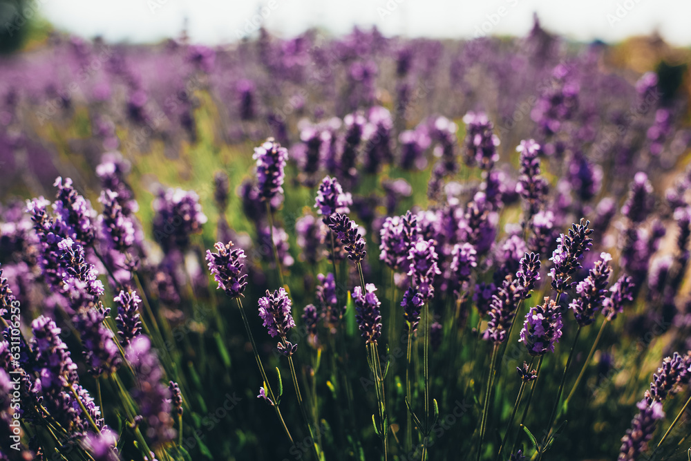 Naklejka premium lavender field in bloom in summer