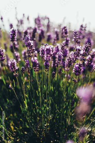 lavender field in bloom in summer