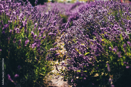 lavender field in bloom in summer