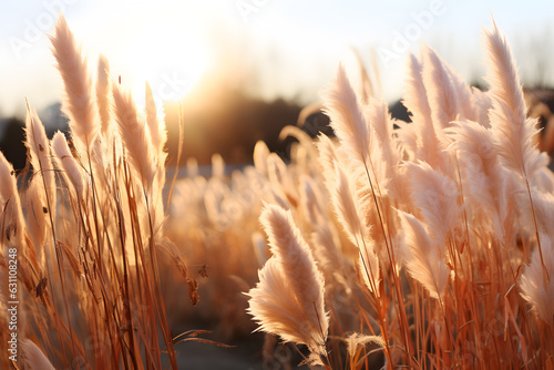 Abstract natural background of Pampas grass Cortaderia in golden evening light. Landscape with dry reeds