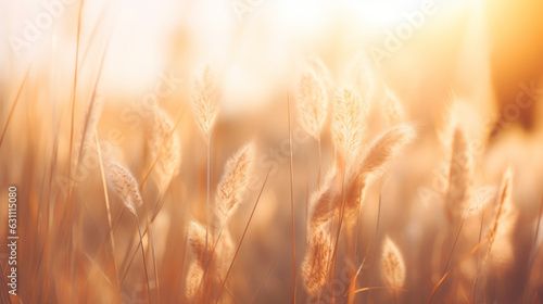 A picturesque field of tall grass with the sun shining through