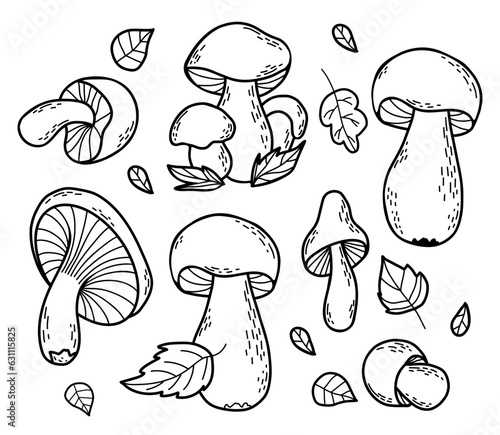 Collection autumn forest mushrooms. Fresh edible white and chanterelle mushrooms. Vector illustration. Isolated outline hand drawing doodles.