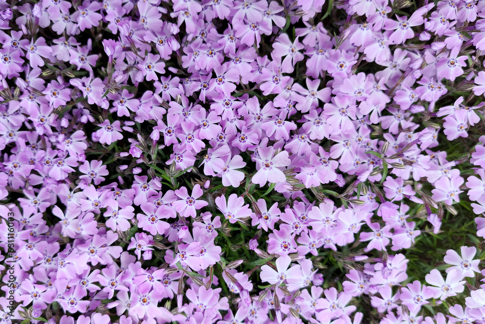 Pink background from flower, Phlox subulate. Top view background, texture