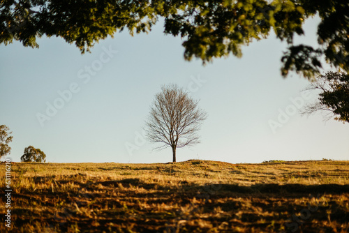 tree alone in the field