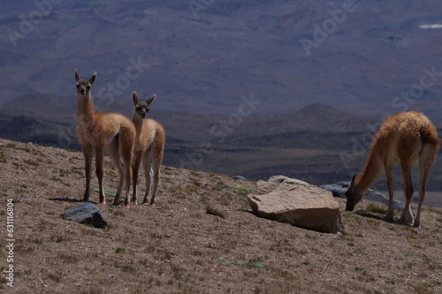 Guanacos, camélidos maméferos  de America del sur en la cordillera de los Andes. Parque provincial Laguna del Diamante Mendoza Argentina. Lama glama guanicoe es su mombre científico