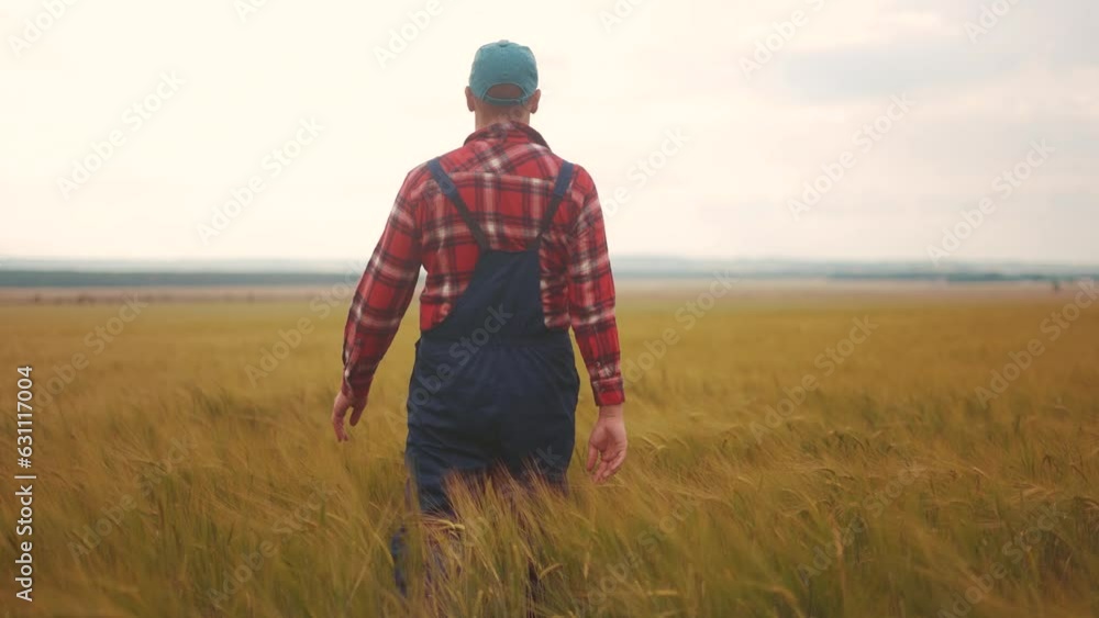 Agriculture. a farmer works in a field with wheat examines the harvest. agriculture business farm concept. a farmer walks through field with wheat spikelets examines the crop lifestyle crops Agriculture. a farmer works in a field with wheat examines the harvest. agriculture business farm concept. a farmer walks through field with wheat spikelets examines the crop lifestyle crops