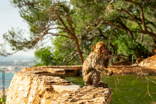 Mokra małpka siedzi na brzegu skały. Magoty gibraltarskie, wolno żyjące małpy mieszkające na Skale Gibraltarskiej. 