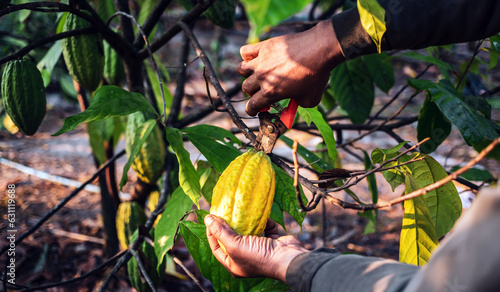 The hands of a cocoa farmer use pruning shears to cut the cocoa pods or fruit ripe yellow cacao from the cacao tree. Harvest the agricultural cocoa business produces. © NARONG