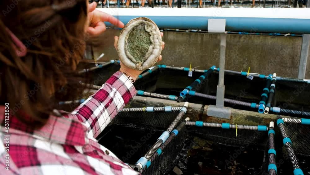 Perlemone Woman holds South African abalone or perlemoen in one hand above tank ...