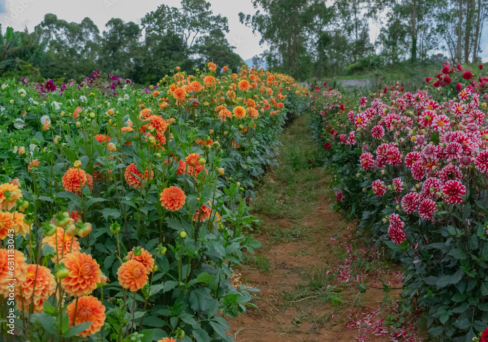 Flores de campo em plantação com grande variedade na Festa da Dália em Suzano, São Paulo - Brasil