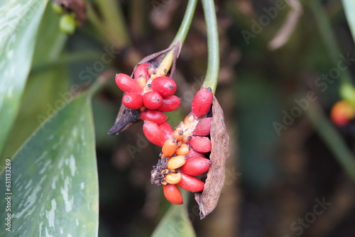 Aglaonema nitidum curtisii fruits, Araceae family. photo