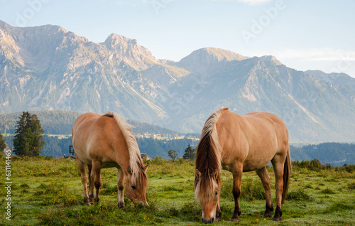 Zwei liebevolle Pferde stehen auf einem Feld vor einem Berg