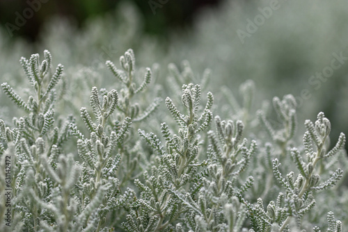 Cotton lavender plant with silver grey foliage