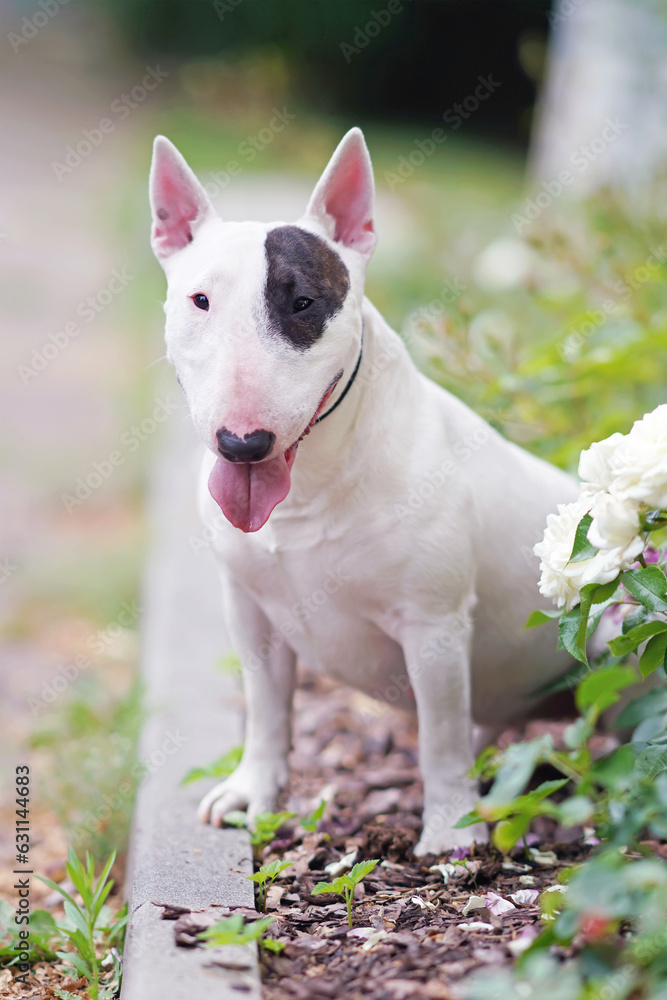 Cute white with a brown patch Bull Terrier dog posing outdoors sitting near a flowerbed with blooming white roses in summer