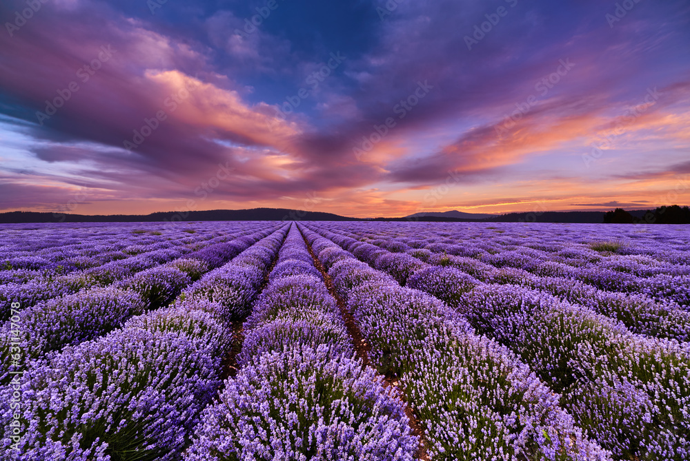 Colorful sunset over lavender field - obrazy, fototapety, plakaty 