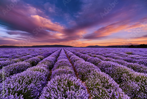 Colorful sunset over lavender field