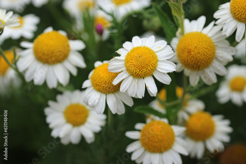 White chamomile flowers in close up